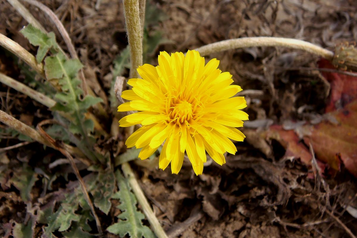 Image of Taraxacum serotinum specimen.