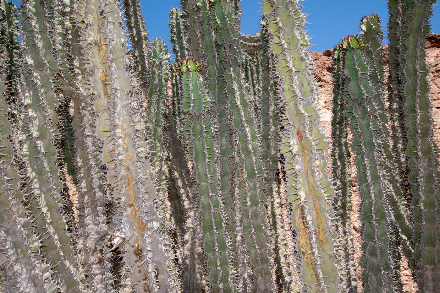 Изображение особи Euphorbia virosa.