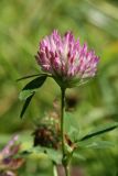 Trifolium pratense. Верхушка побега с соцветием. Санкт-Петербург, Старый Петергоф, парк \"Сергиевка\", лужайка у Китайского домика. 01.08.2020.