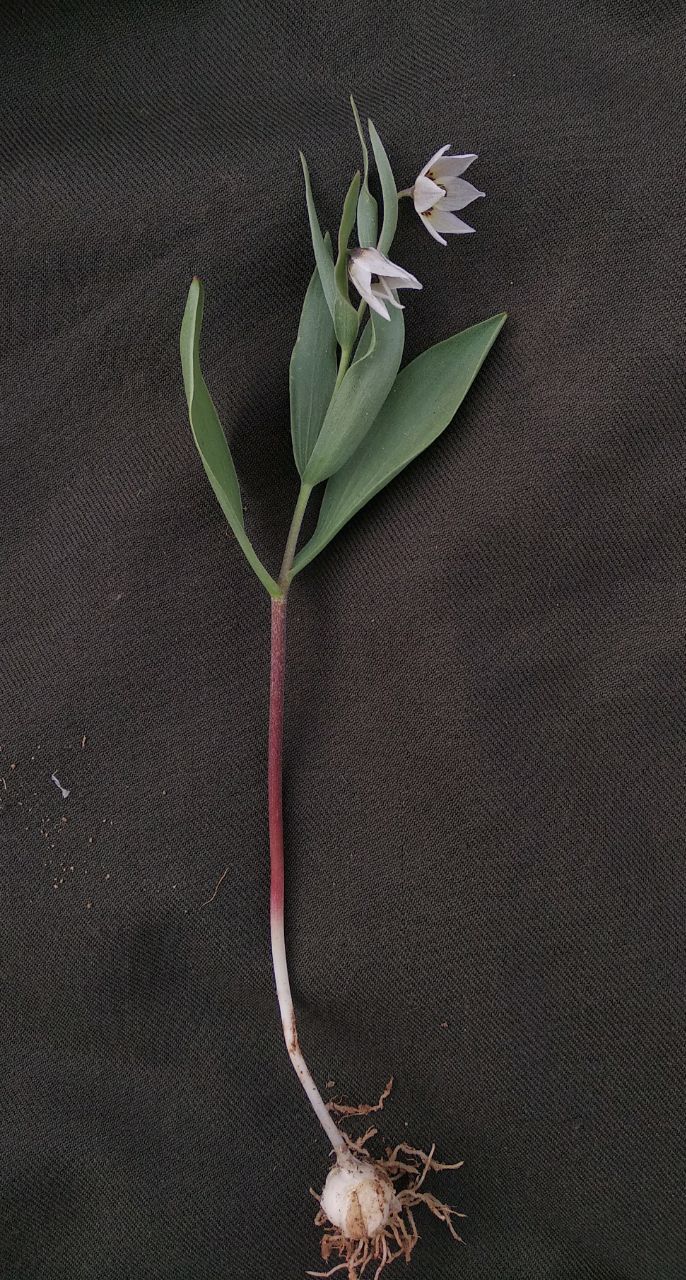 Image of Fritillaria baisunensis specimen.
