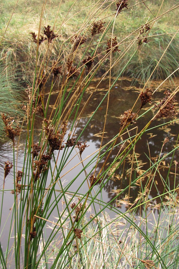 Изображение особи Juncus effusus.