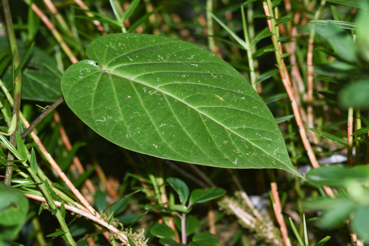 Image of Passiflora ligularis specimen.