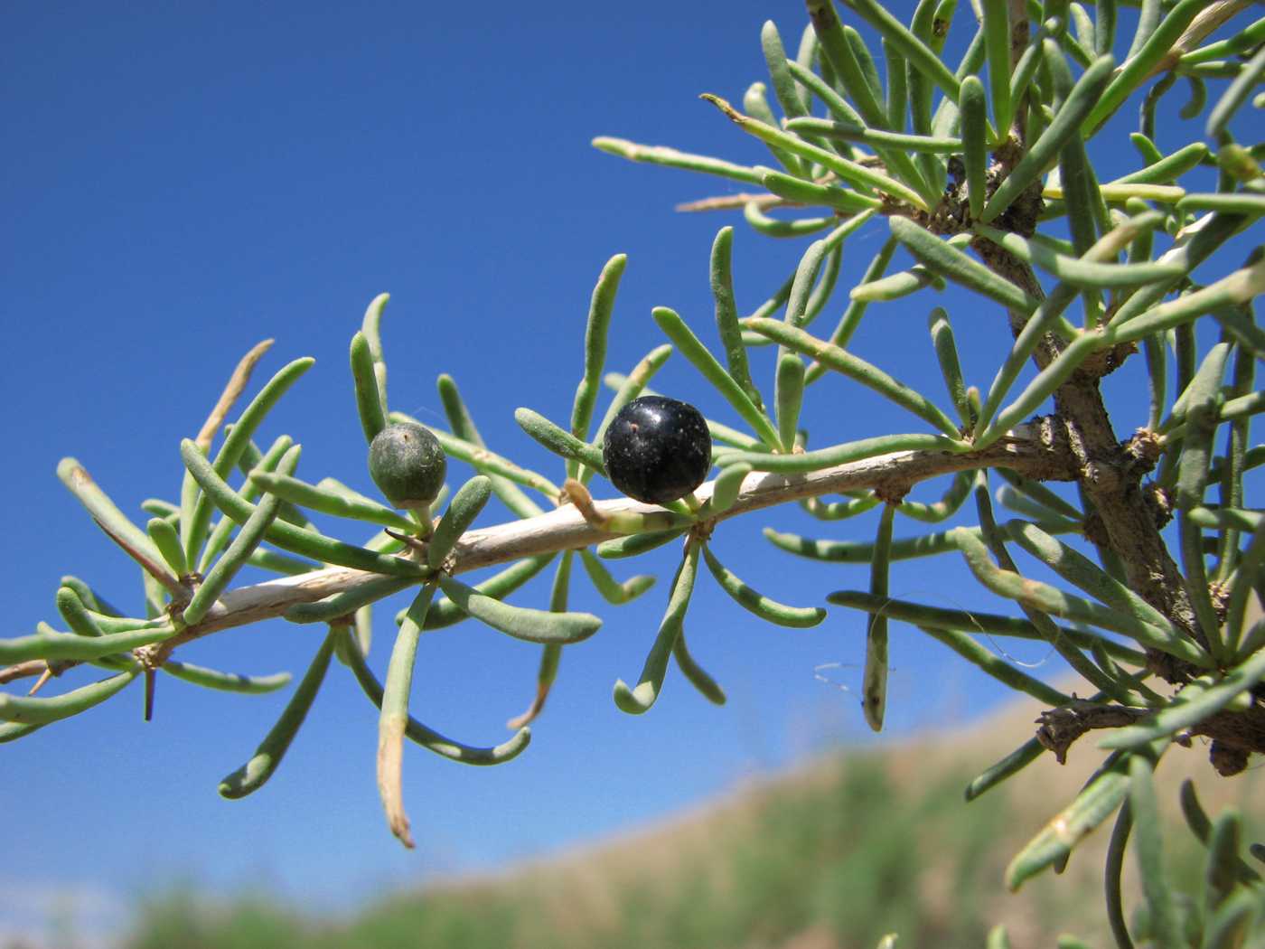 Image of Lycium ruthenicum specimen.