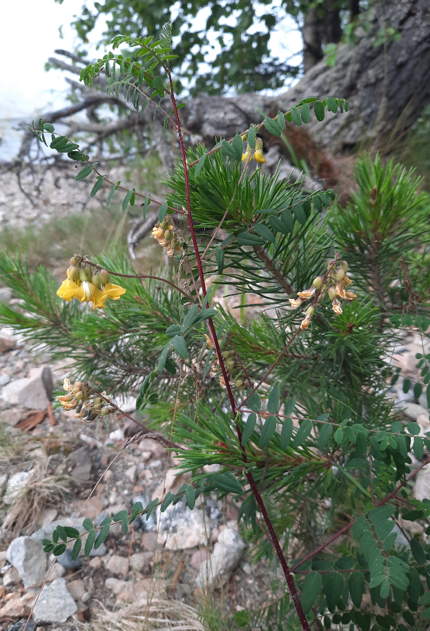 Изображение особи Astragalus propinquus.