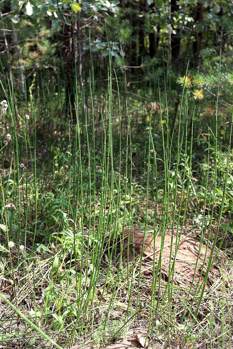 Image of Equisetum hyemale specimen.