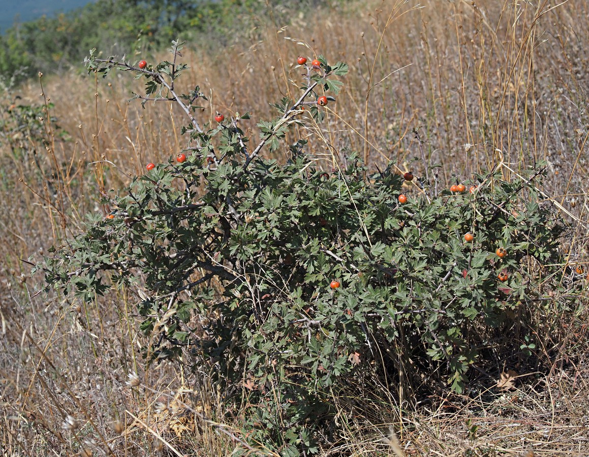 Image of Crataegus orientalis specimen.