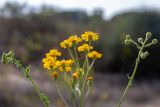 Heterotheca subaxillaris. Верхушка цветущего растения. Израиль, г. Ришон-ле-Цион, на берегу водоема. 14.11.2020.