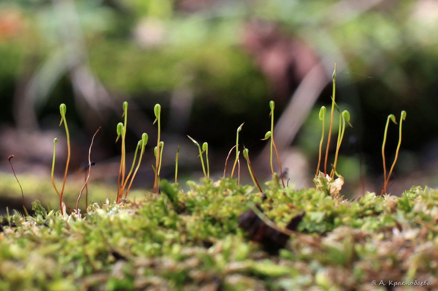 Изображение особи Plagiomnium cuspidatum.