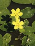 Nymphoides peltata