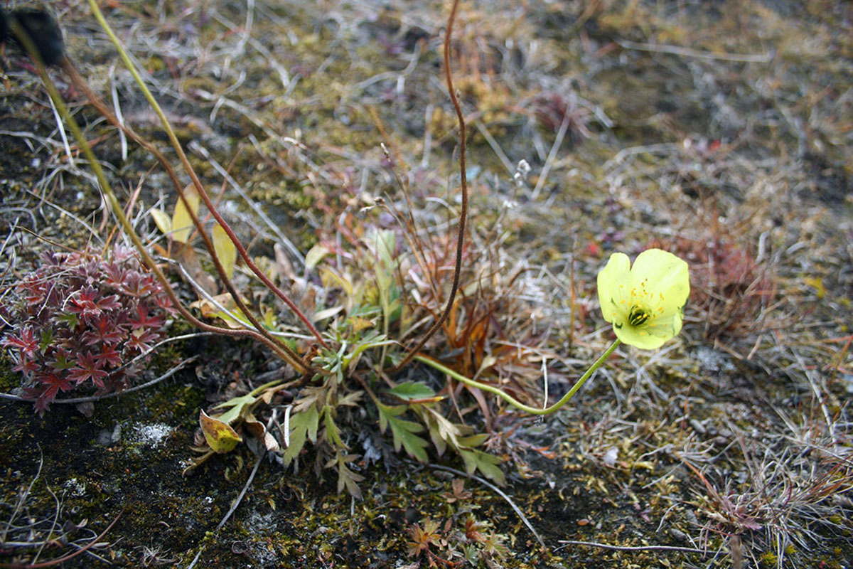 Image of genus Papaver specimen.