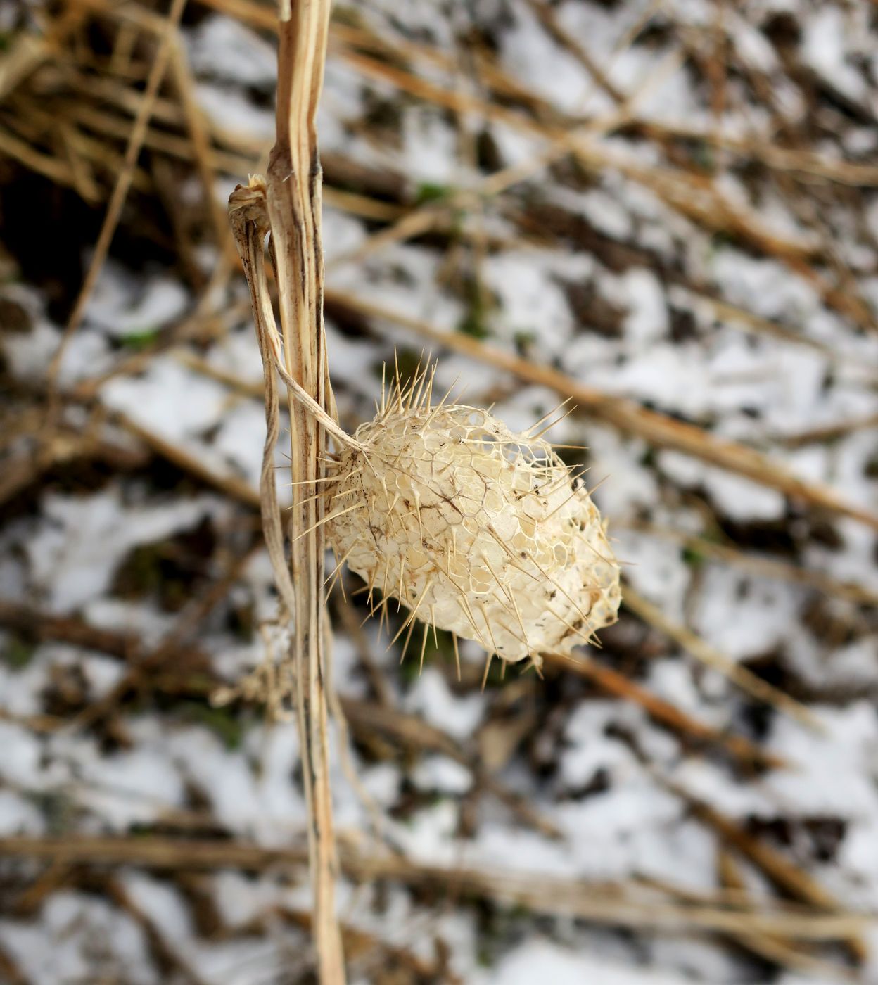 Image of Echinocystis lobata specimen.