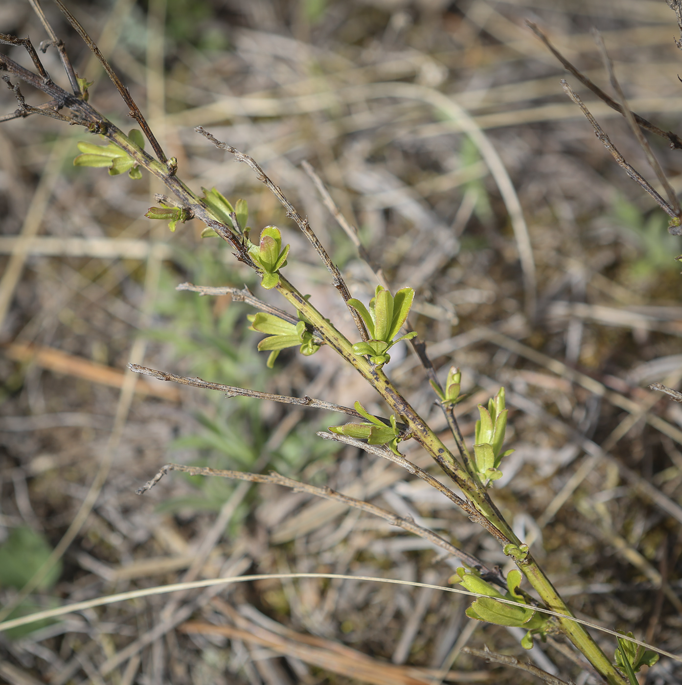 Изображение особи Chamaecytisus ruthenicus.