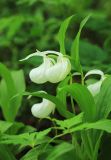 Cypripedium macranthos. Верхушки цветущих растений (белоцветковая форма). Приморский край, Октябрьский р-н, окр. с. Чернятино, в дубовом лесу. 25.05.2022.