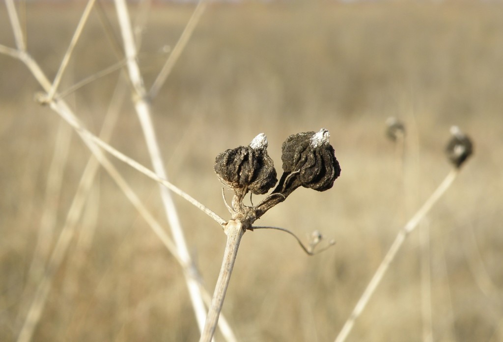 Image of Galium octonarium specimen.