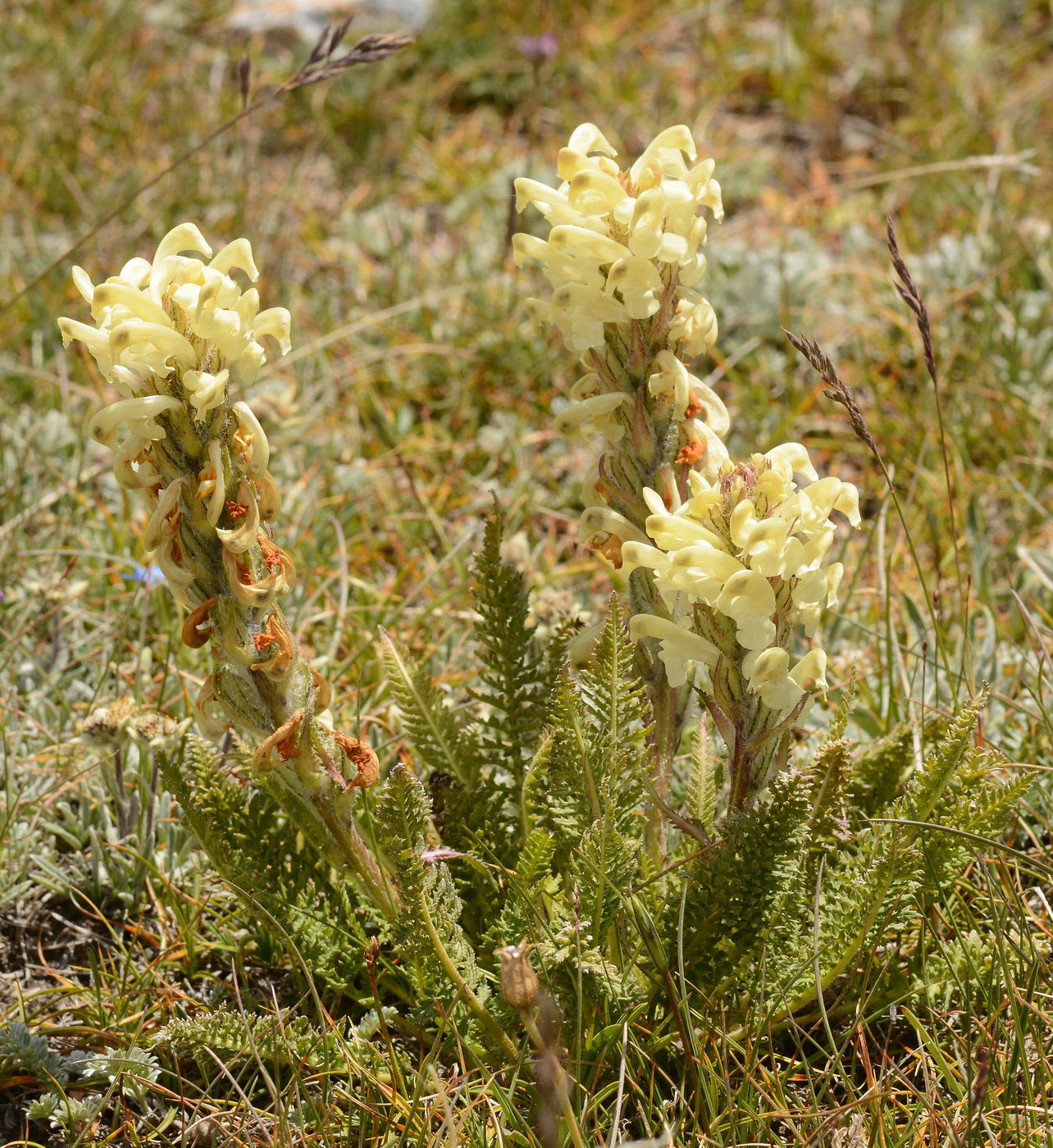 Image of Pedicularis dubia specimen.