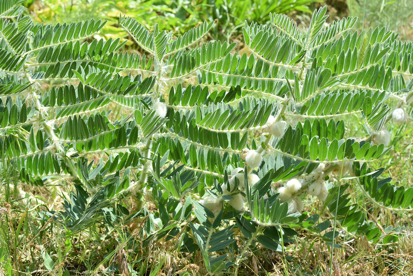 Изображение особи Astragalus sieversianus.