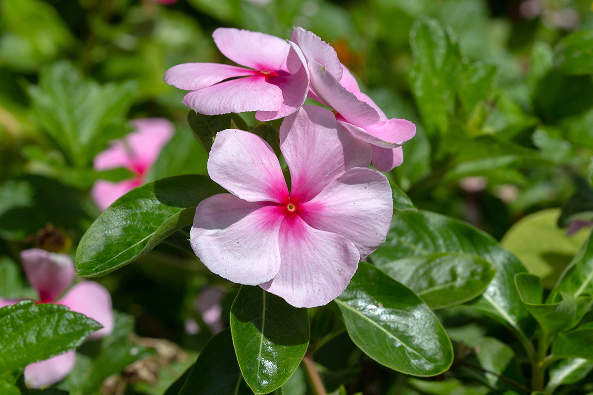 Image of Catharanthus roseus specimen.