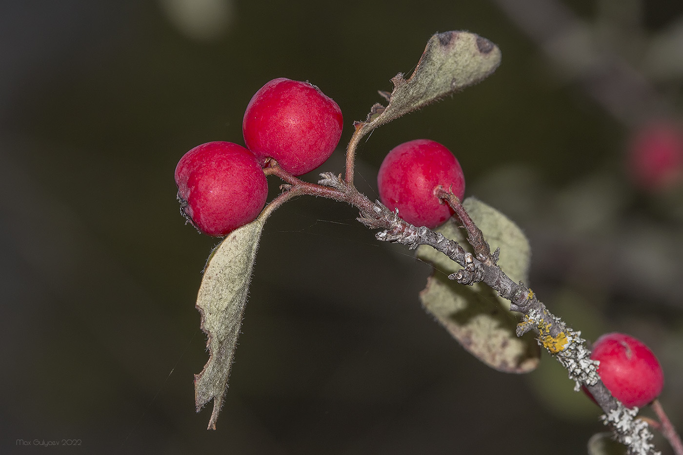 Изображение особи Cotoneaster tauricus.