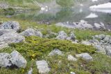 Juniperus hemisphaerica. Растение с шишкоягодами. Карачаево-Черкесия, Урупский р-н, Кавказский биосферный заповедник, Имеретинские озёра, у оз. Тихое, ≈ 2600 м н.у.м., среди камней. 29.07.2022.