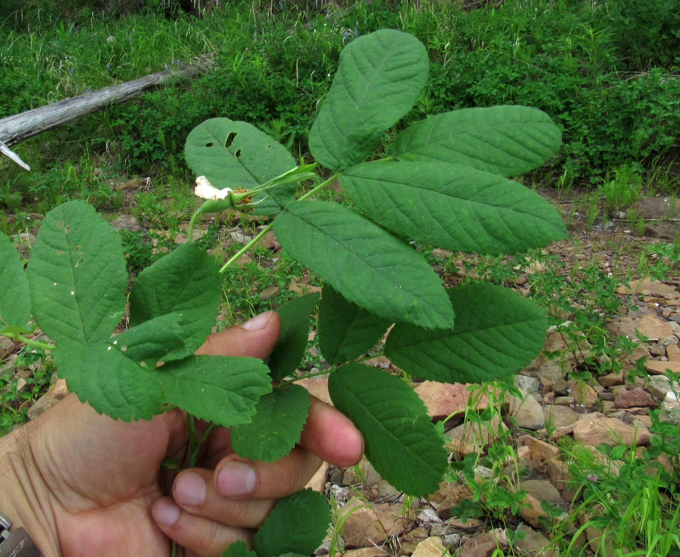 Изображение особи Rosa balachtensis.