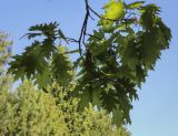 Quercus rubra. Верхушка веточки с мужскими соцветиями (видна абаксиальная поверхность листьев). Ярославская обл., г. Переславль-Залесский, дендрологический парк им. С. Ф. Харитонова, в культуре. 12.06.2022.