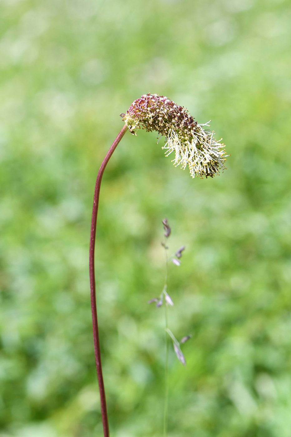 Image of Sanguisorba alpina specimen.