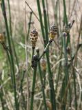 Equisetum hyemale