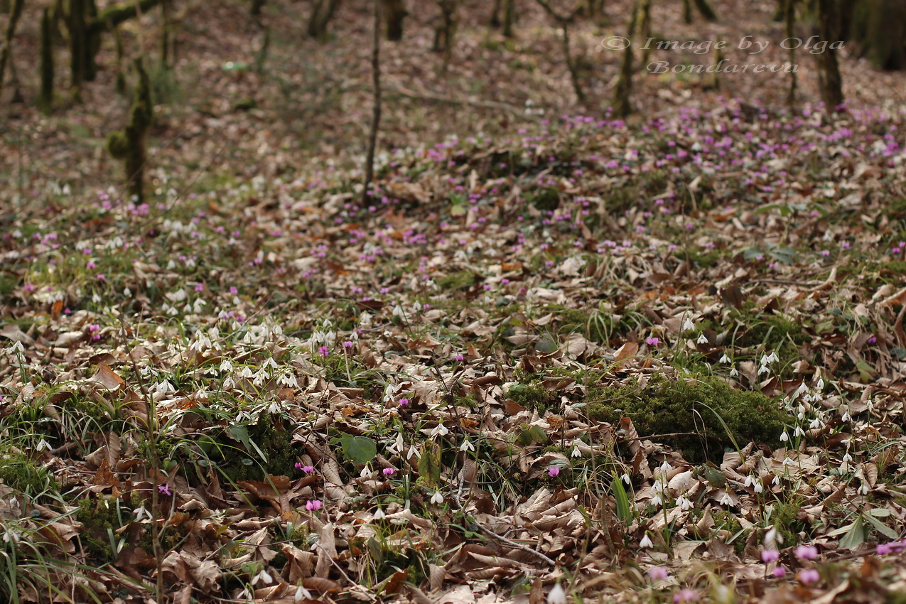 Image of Galanthus rizehensis specimen.