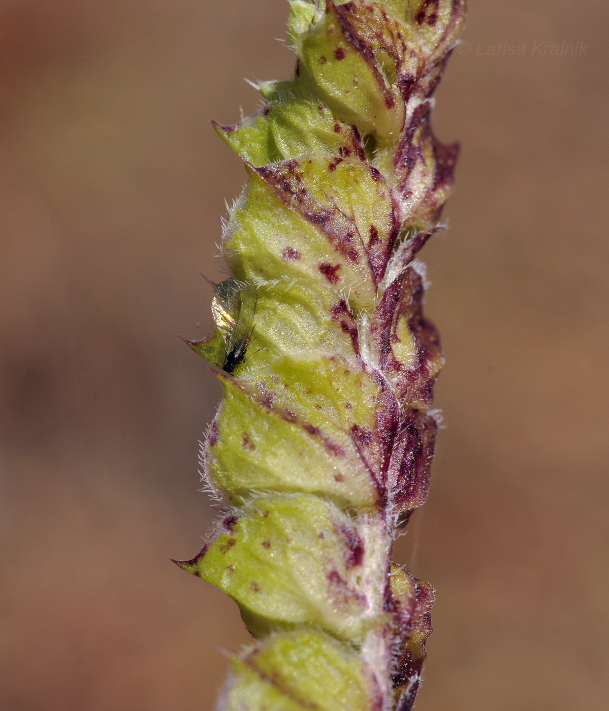 Image of Elsholtzia pseudocristata specimen.