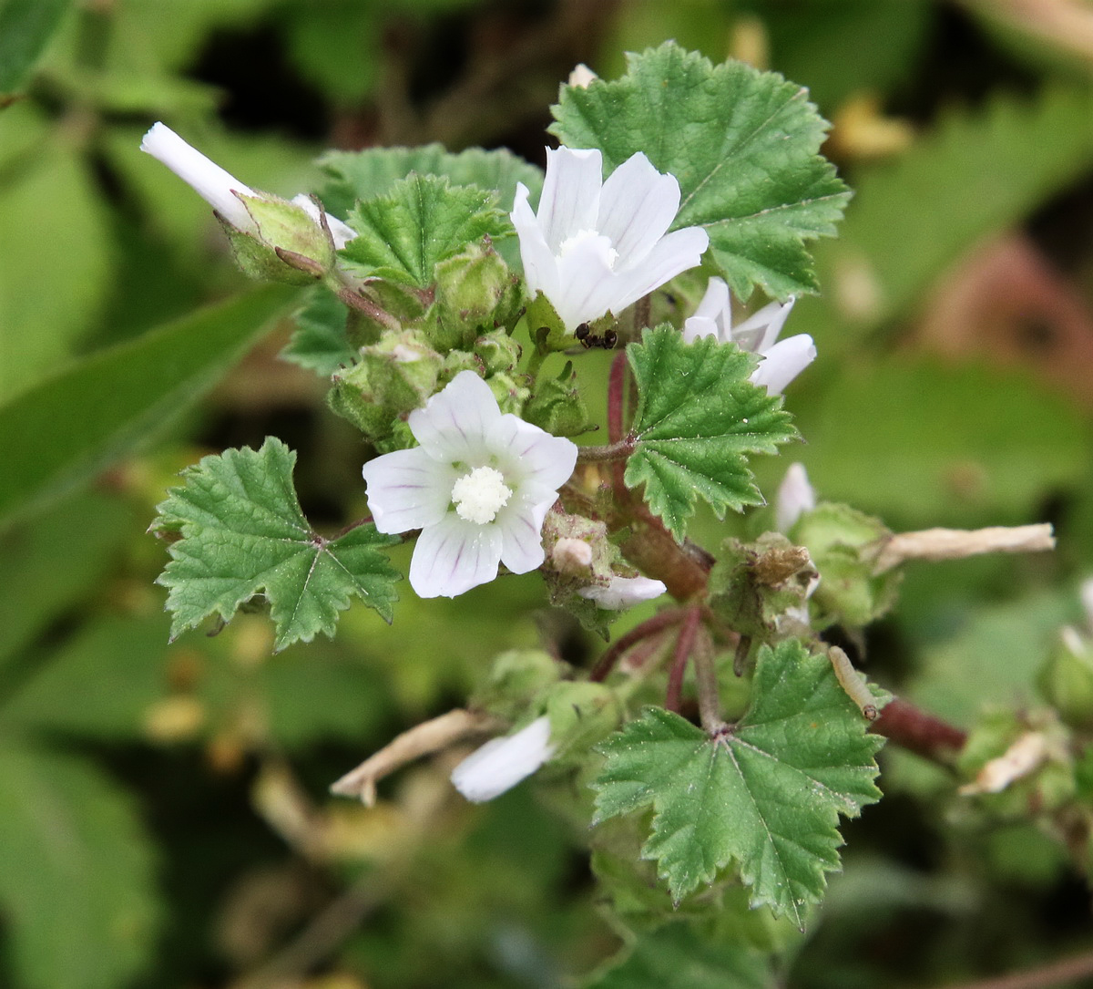 Изображение особи Malva neglecta.