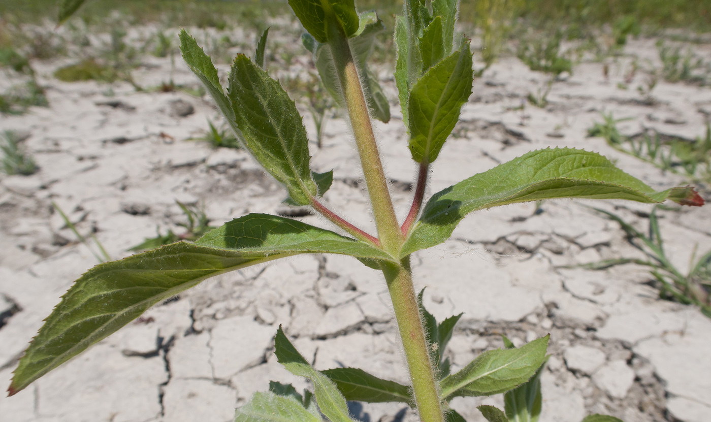 Изображение особи Epilobium hirsutum.