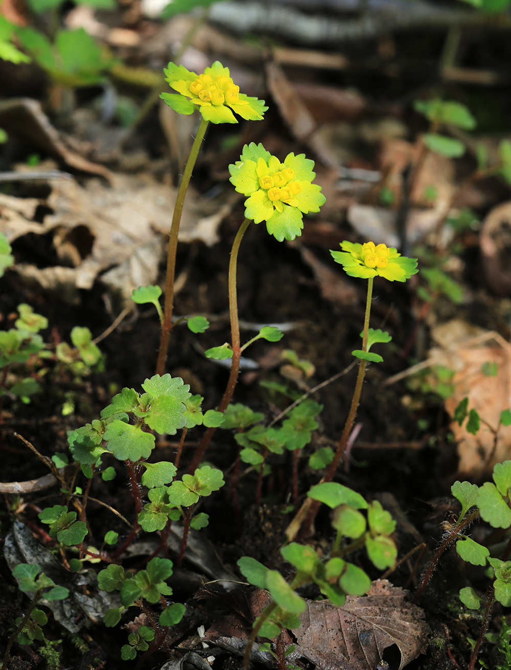 Изображение особи Chrysosplenium lectus-cochleae.