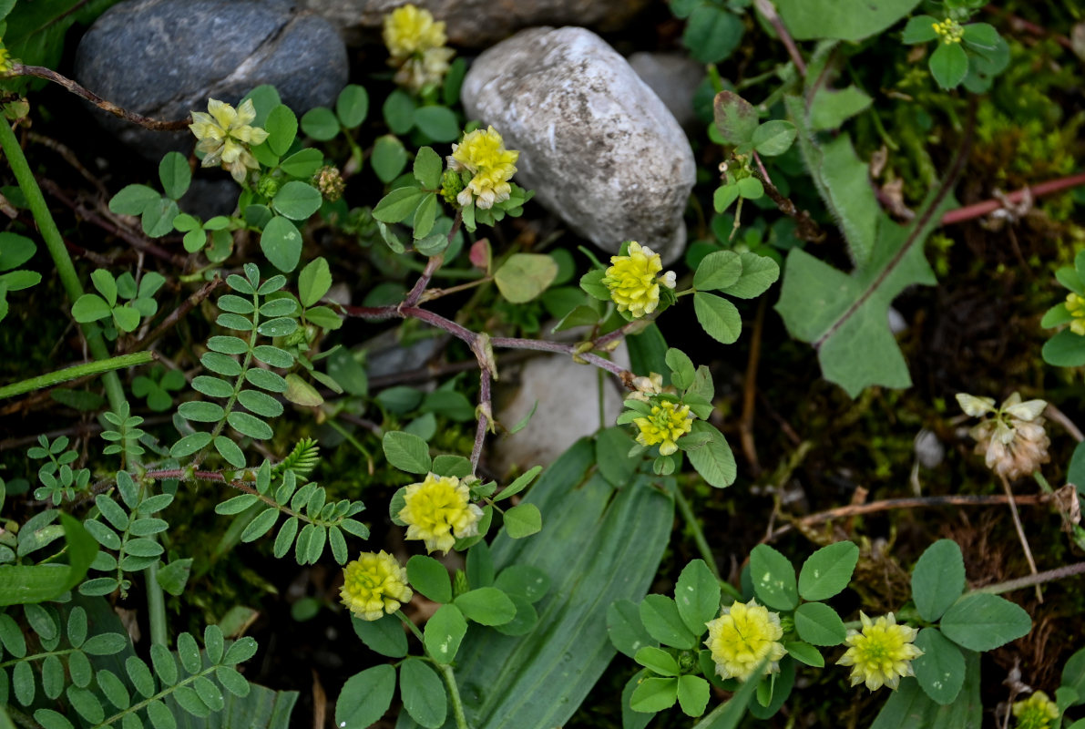 Image of Trifolium campestre specimen.