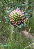 Knautia arvensis