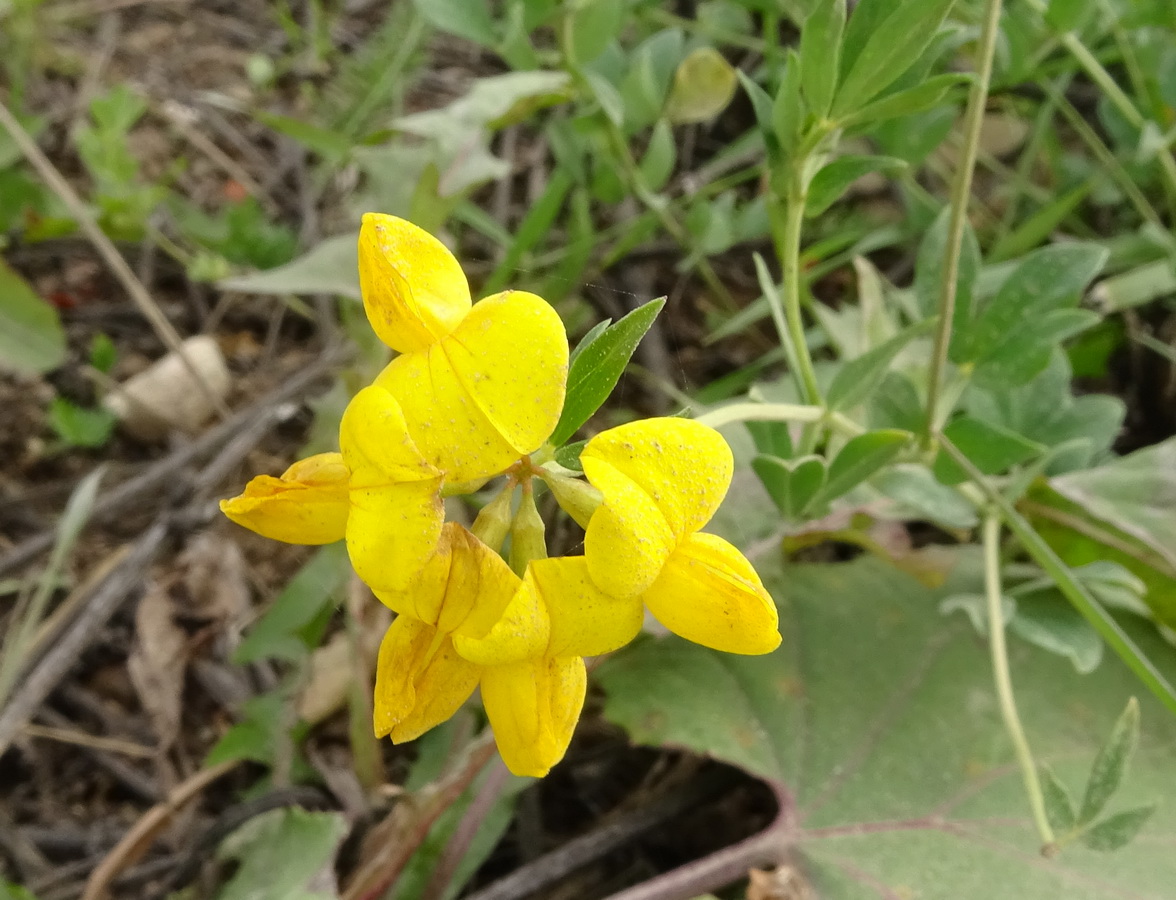 Изображение особи Lotus corniculatus.