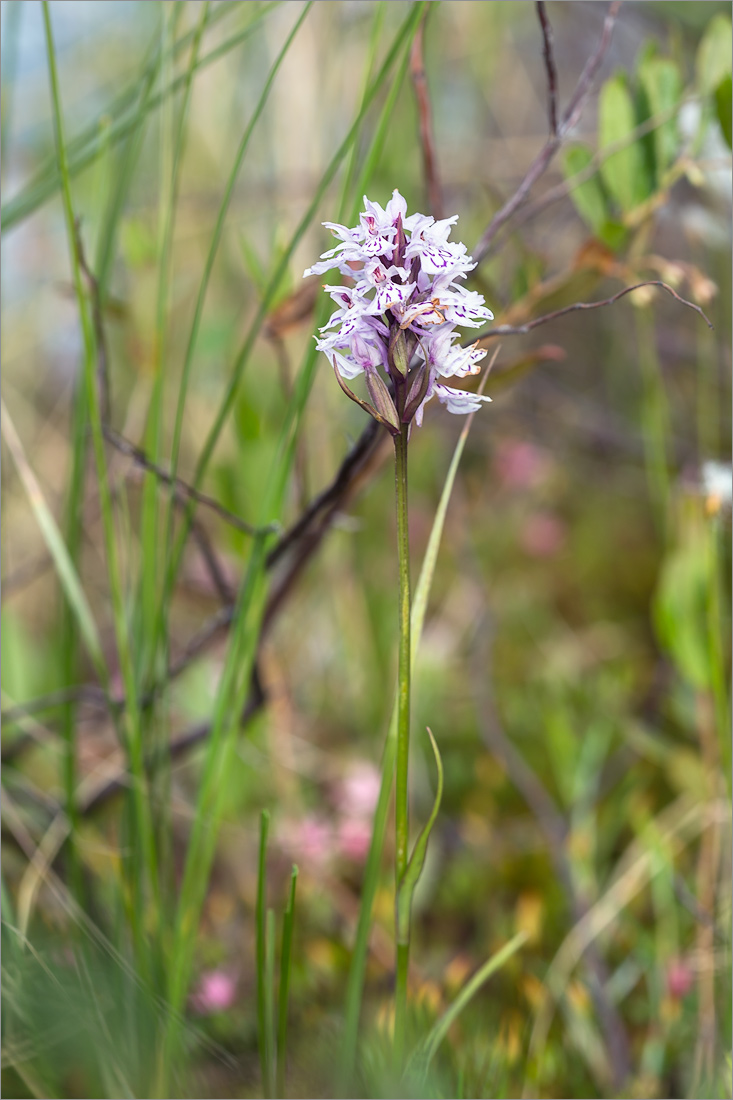 Изображение особи Dactylorhiza psychrophila.