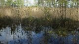 Myrica gale. Заросли (перед стеной побегов тростника Phragmites australis) в затопленном штормом понижении между береговыми валами. Ленинградская обл., окр. пос. Большая Ижора, побережье Финского залива. 15.10.2023.