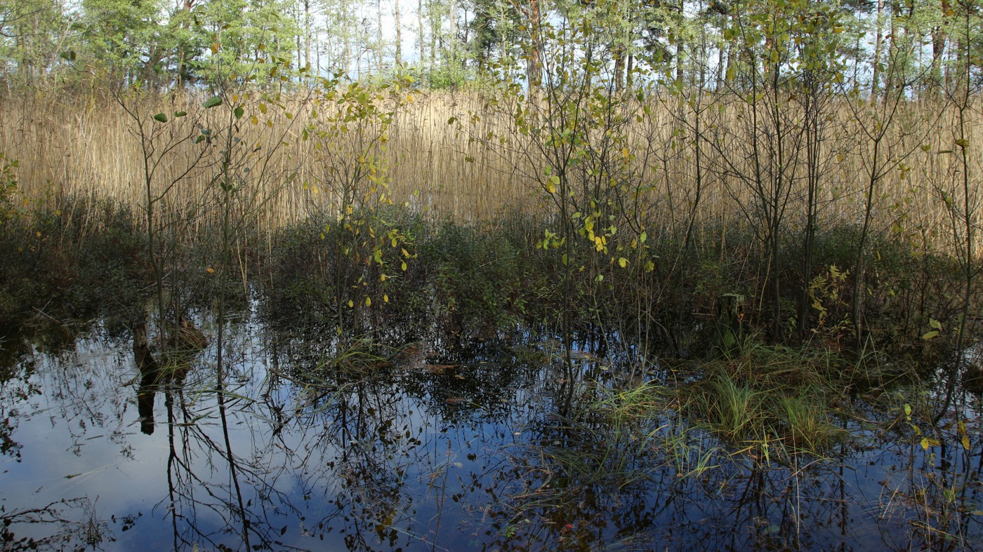 Image of Myrica gale specimen.