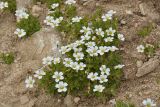 Cerastium undulatifolium. Цветущее растение. Карачаево-Черкесия, Карачаевский р-н, Большой Кавказ, восточная вершина горы Чатбаши, ≈ 3730 м н.у.м., мелкая осыпь. 22.07.2023.