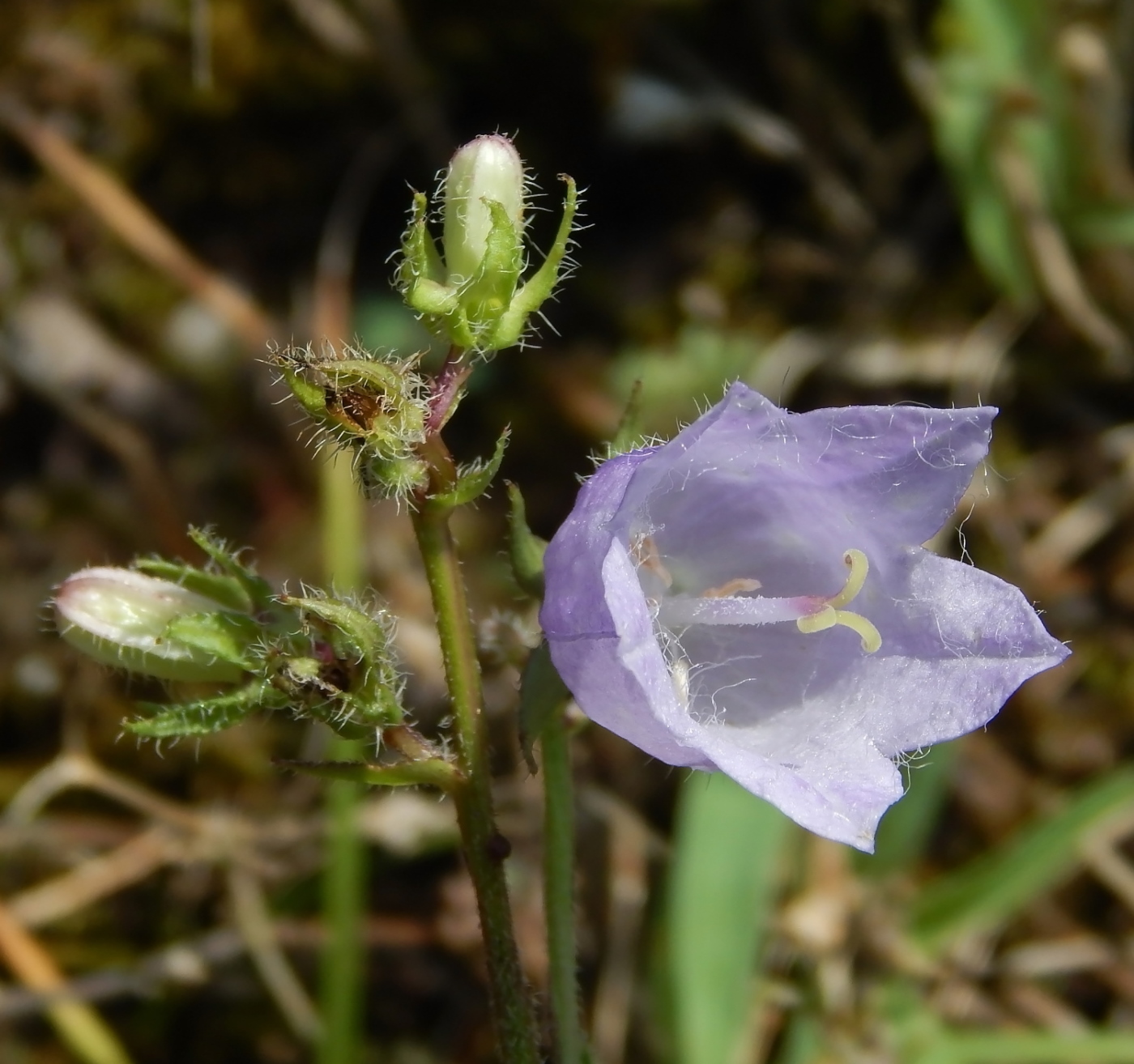 Image of Campanula bzybica specimen.