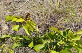 Vitex pinnata. Плодоносящее растение. Вьетнам, провинция Кханьхоа, г. Нячанг, гора Co Tien (Angel Mountain), травянисто-кустарниковый склон. 08.09.2023.