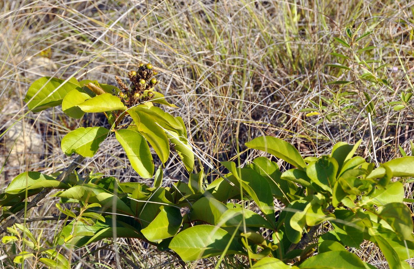 Image of Vitex pinnata specimen.