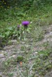 Cirsium arachnoideum