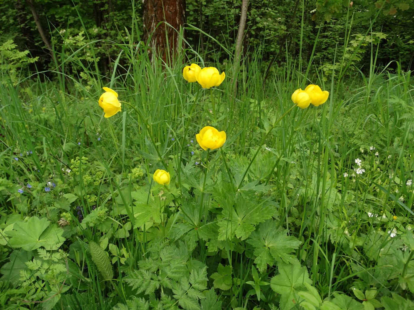 Image of Trollius europaeus specimen.