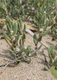 Polygonum maritimum