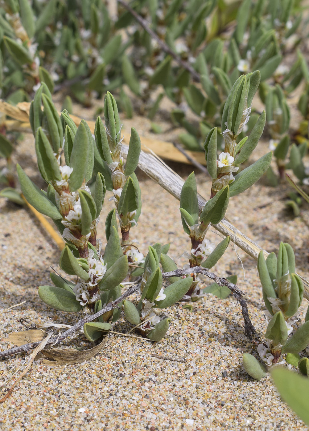 Изображение особи Polygonum maritimum.