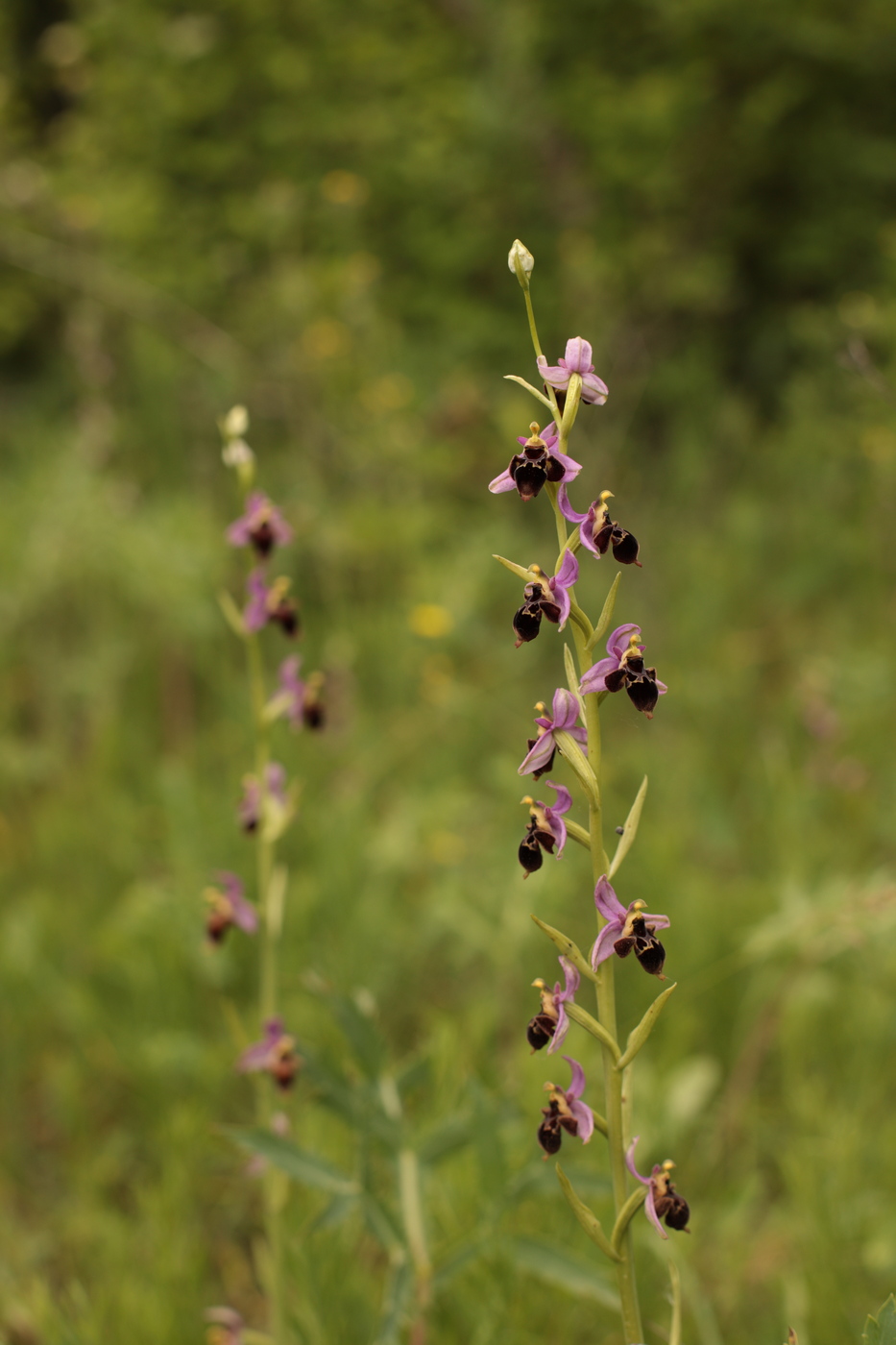 Image of Ophrys oestrifera specimen.