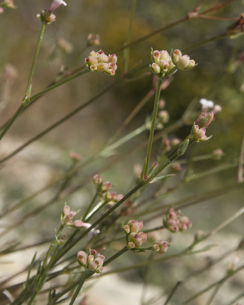 Изображение особи Asperula lipskyana.