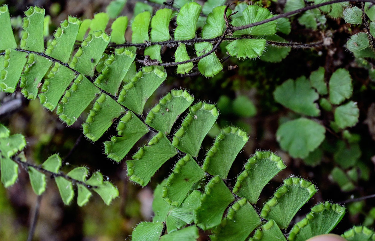 Image of Adiantum malesianum specimen.