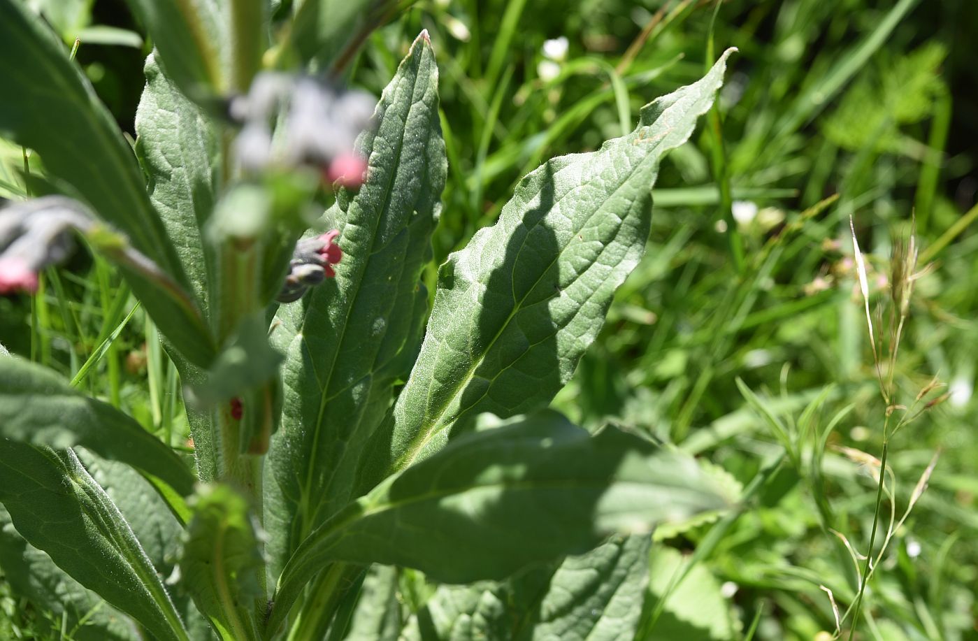 Изображение особи Cynoglossum officinale.